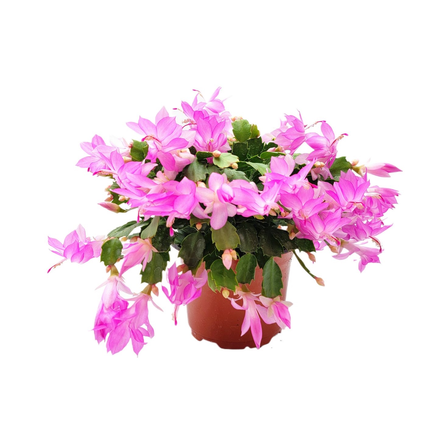 Thanksgiving Cactus, Live Houseplant, Flowering Indoor Plant, Seasonal Pink Flowers, Christmas Cactus, 6” Pot