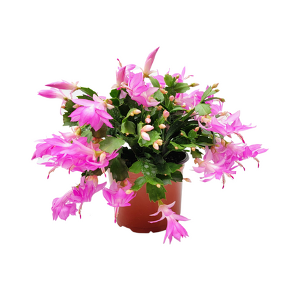 Thanksgiving Cactus, Live Houseplant, Flowering Indoor Plant, Seasonal Pink Flowers, Christmas Cactus, 6” Pot