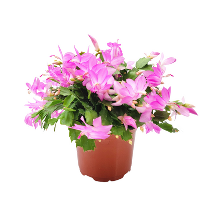 Thanksgiving Cactus, Live Houseplant, Flowering Indoor Plant, Seasonal Pink Flowers, Christmas Cactus, 6” Pot