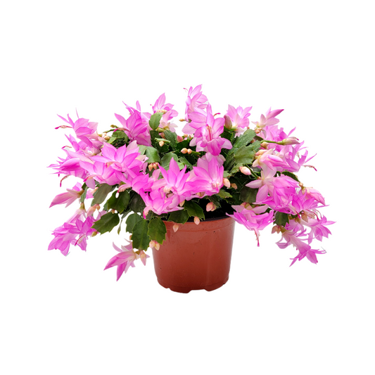 Thanksgiving Cactus, Live Houseplant, Flowering Indoor Plant, Seasonal Pink Flowers, Christmas Cactus, 6” Pot