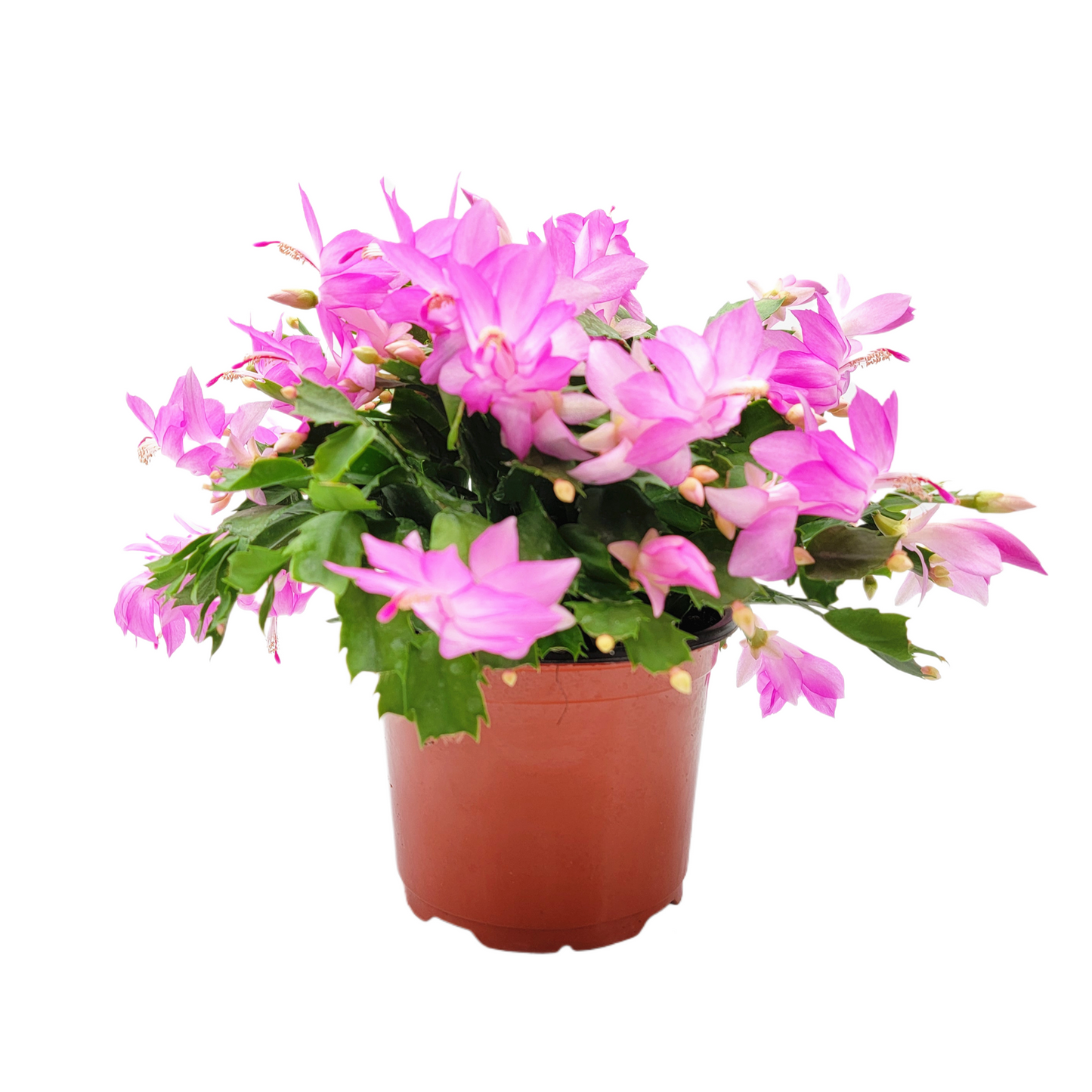 Thanksgiving Cactus, Live Houseplant, Flowering Indoor Plant, Seasonal Pink Flowers, Christmas Cactus, 6” Pot