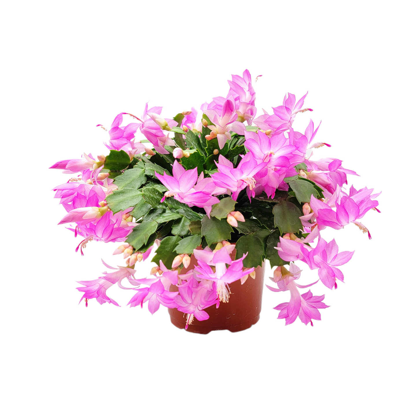 Thanksgiving Cactus, Live Houseplant, Flowering Indoor Plant, Seasonal Pink Flowers, Christmas Cactus, 6” Pot