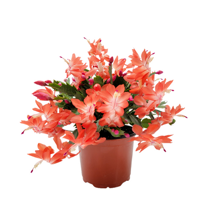 Thanksgiving Cactus, Live Houseplant, Flowering Indoor Plant, Seasonal Orange Flowers, Christmas Cactus, 6” Pot