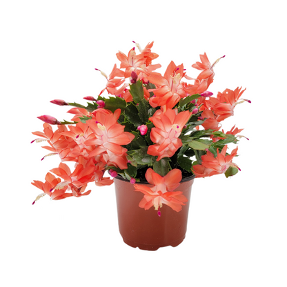 Thanksgiving Cactus, Live Houseplant, Flowering Indoor Plant, Seasonal Orange Flowers, Christmas Cactus, 6” Pot