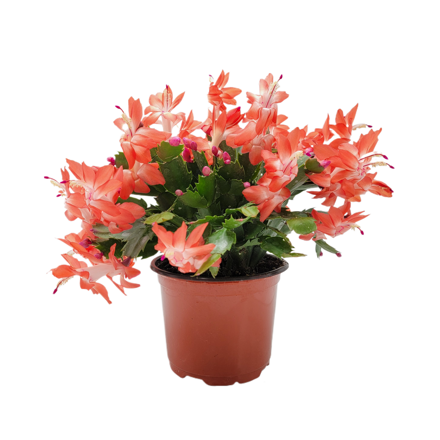 Thanksgiving Cactus, Live Houseplant, Flowering Indoor Plant, Seasonal Orange Flowers, Christmas Cactus, 6” Pot