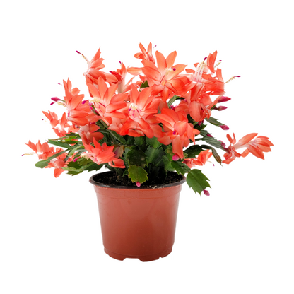 Thanksgiving Cactus, Live Houseplant, Flowering Indoor Plant, Seasonal Orange Flowers, Christmas Cactus, 6” Pot
