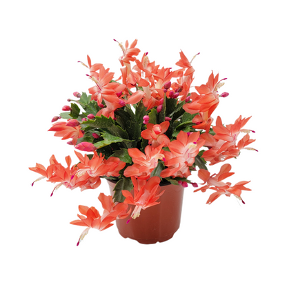 Thanksgiving Cactus, Live Houseplant, Flowering Indoor Plant, Seasonal Orange Flowers, Christmas Cactus, 6” Pot