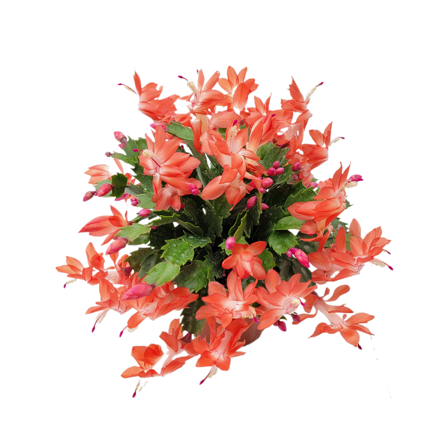 Thanksgiving Cactus, Live Houseplant, Flowering Indoor Plant, Seasonal Orange Flowers, Christmas Cactus, 6” Pot