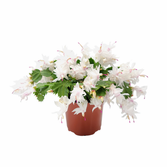 Thanksgiving Cactus, Live House Plant, Flowering Indoor Plant, Seasonal Pink White Flowers, Christmas Cactus, 6” Pot, Free Heat Pack