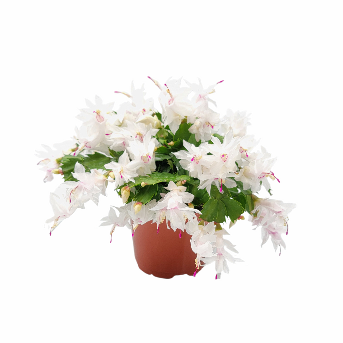Thanksgiving Cactus, Live House Plant, Flowering Indoor Plant, Seasonal Pink White Flowers, Christmas Cactus, 6” Pot, Free Heat Pack