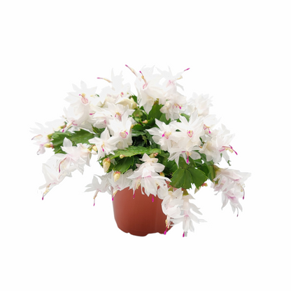 Thanksgiving Cactus, Live House Plant, Flowering Indoor Plant, Seasonal Pink White Flowers, Christmas Cactus, 6” Pot, Free Heat Pack