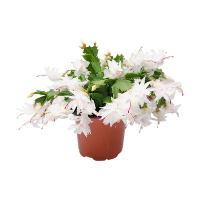 Thanksgiving Cactus, Live House Plant, Flowering Indoor Plant, Seasonal Pink White Flowers, Christmas Cactus, 6” Pot, Free Heat Pack