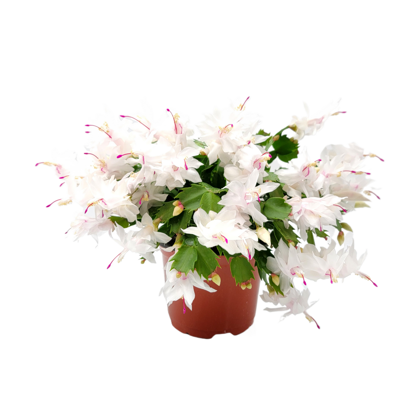 Thanksgiving Cactus, Live House Plant, Flowering Indoor Plant, Seasonal Pink White Flowers, Christmas Cactus, 6” Pot, Free Heat Pack