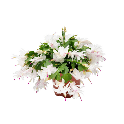 Thanksgiving Cactus, Live House Plant, Flowering Indoor Plant, Seasonal Pink White Flowers, Christmas Cactus, 6” Pot, Free Heat Pack
