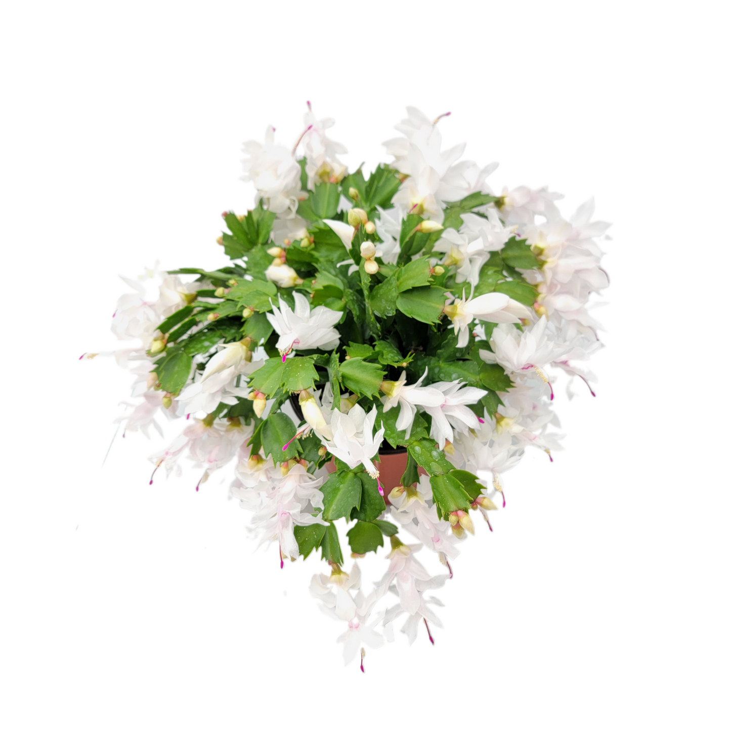 Thanksgiving Cactus, Live House Plant, Flowering Indoor Plant, Seasonal Pink White Flowers, Christmas Cactus, 6” Pot, Free Heat Pack