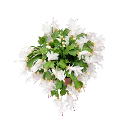 Thanksgiving Cactus, Live House Plant, Flowering Indoor Plant, Seasonal Pink White Flowers, Christmas Cactus, 6” Pot, Free Heat Pack