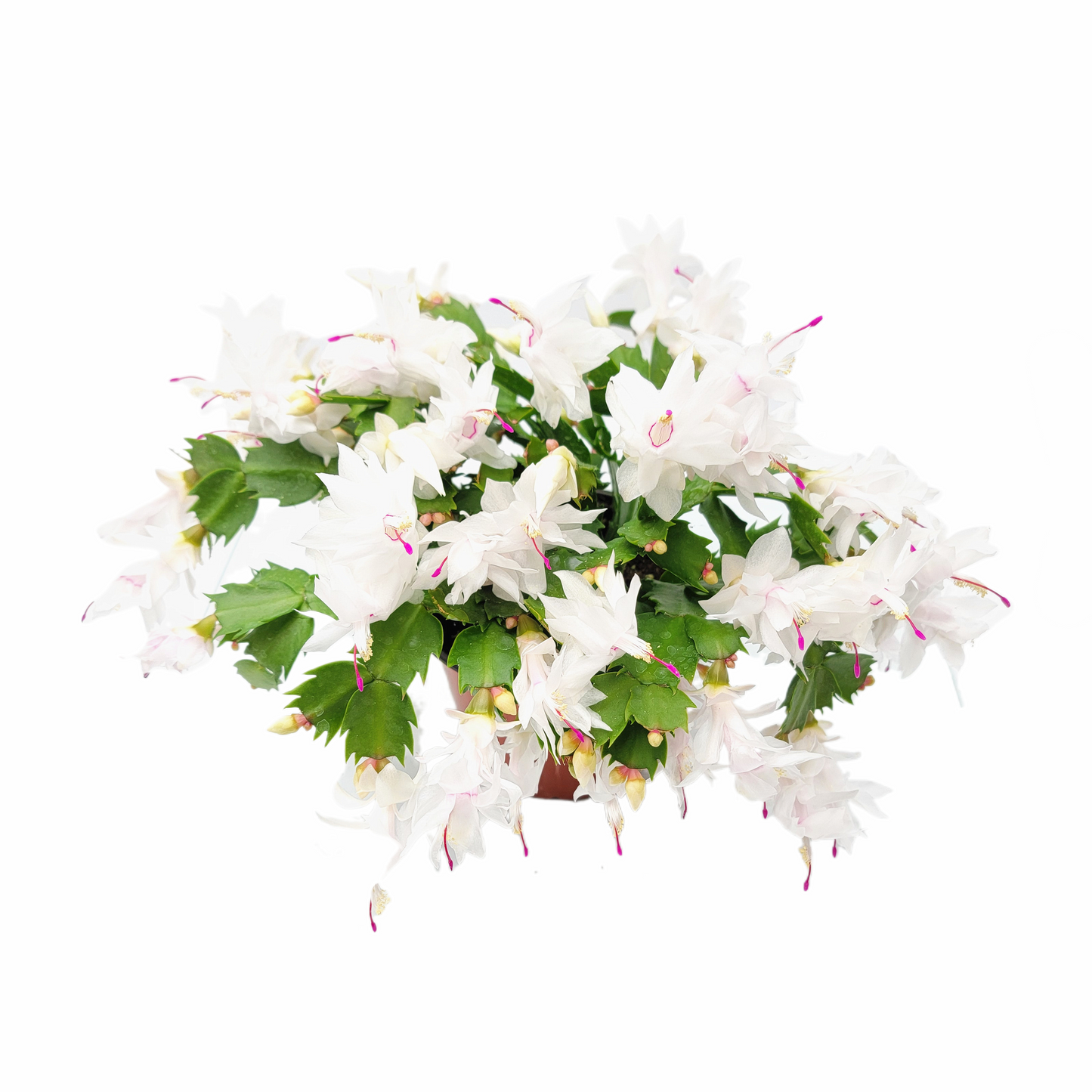 Thanksgiving Cactus, Live House Plant, Flowering Indoor Plant, Seasonal Pink White Flowers, Christmas Cactus, 6” Pot, Free Heat Pack
