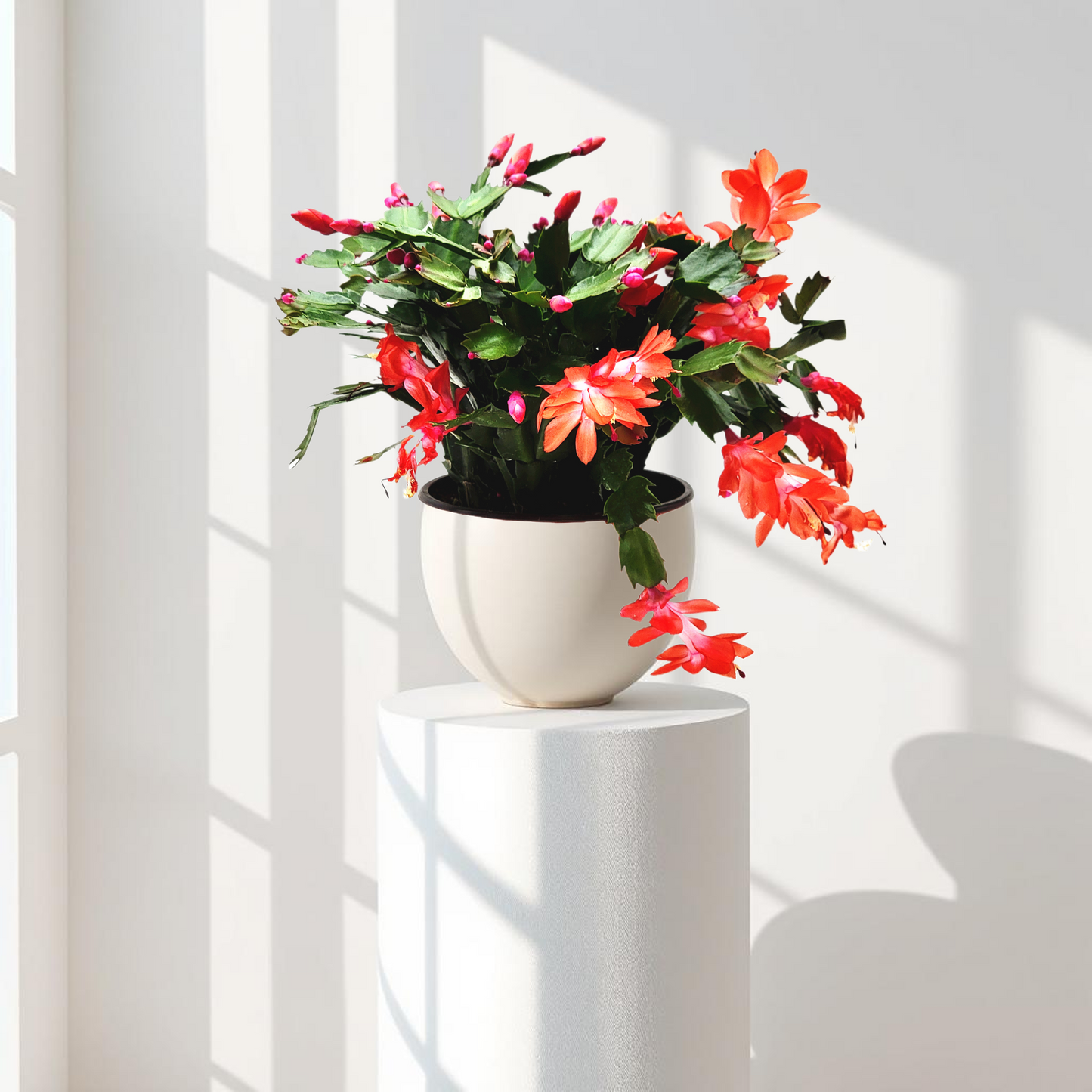 Thanksgiving Cactus, Live Houseplant, Flowering Indoor Plant, Seasonal Red Flowers, Christmas Cactus, 4” Pot, Free Heat Pack