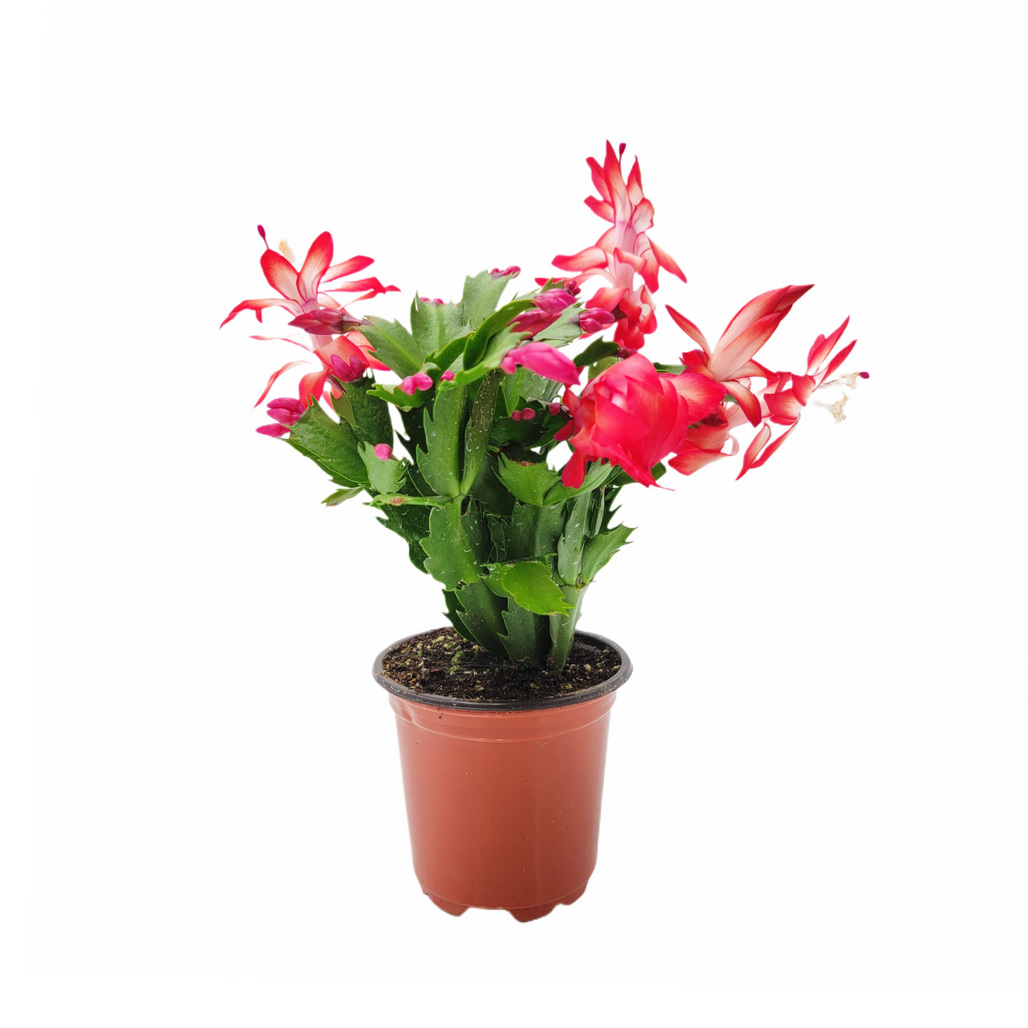 Thanksgiving Cactus, Live Houseplant, Flowering Indoor Plant, Seasonal Red Flowers, Christmas Cactus, 4” Pot, Free Heat Pack