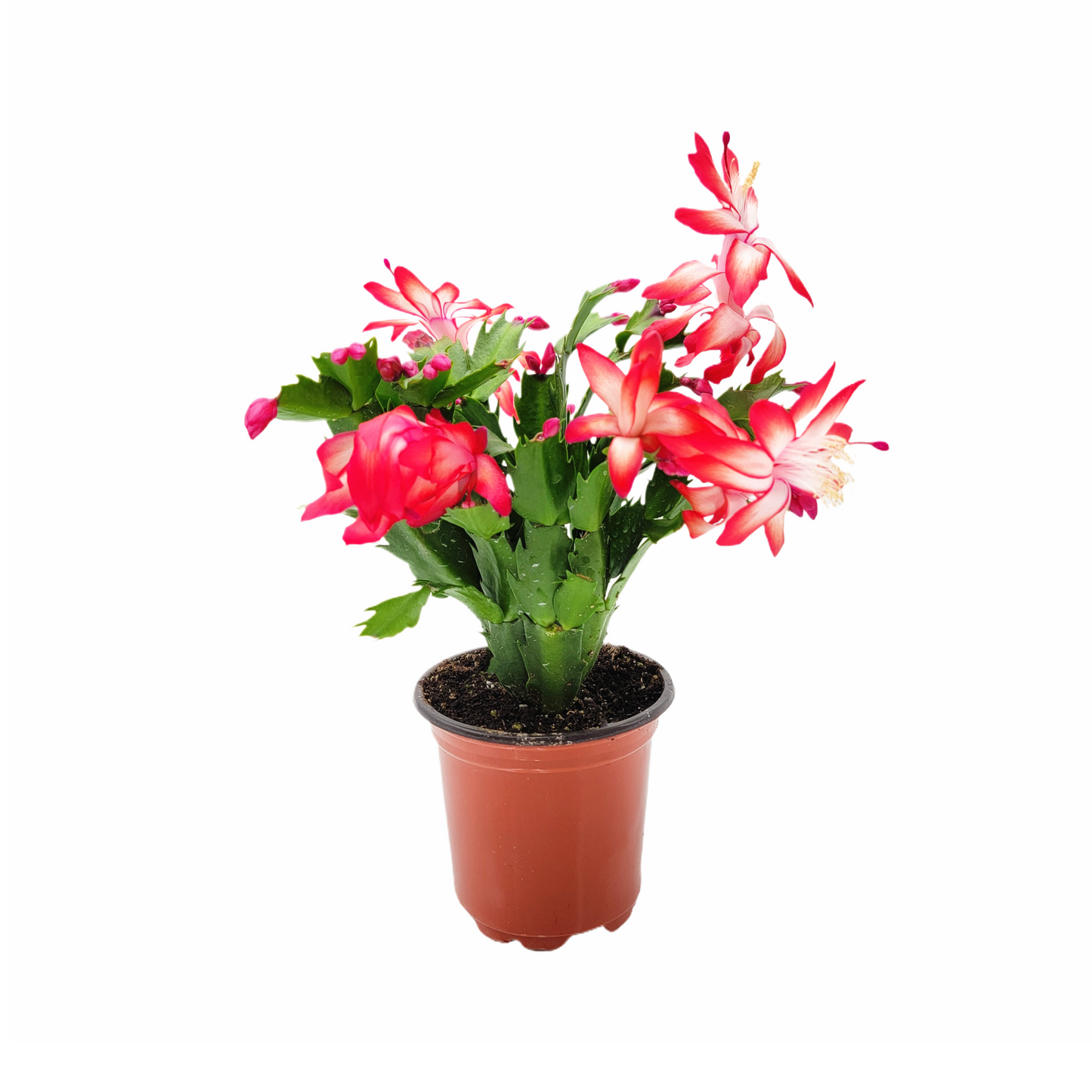 Thanksgiving Cactus, Live Houseplant, Flowering Indoor Plant, Seasonal Red Flowers, Christmas Cactus, 4” Pot, Free Heat Pack
