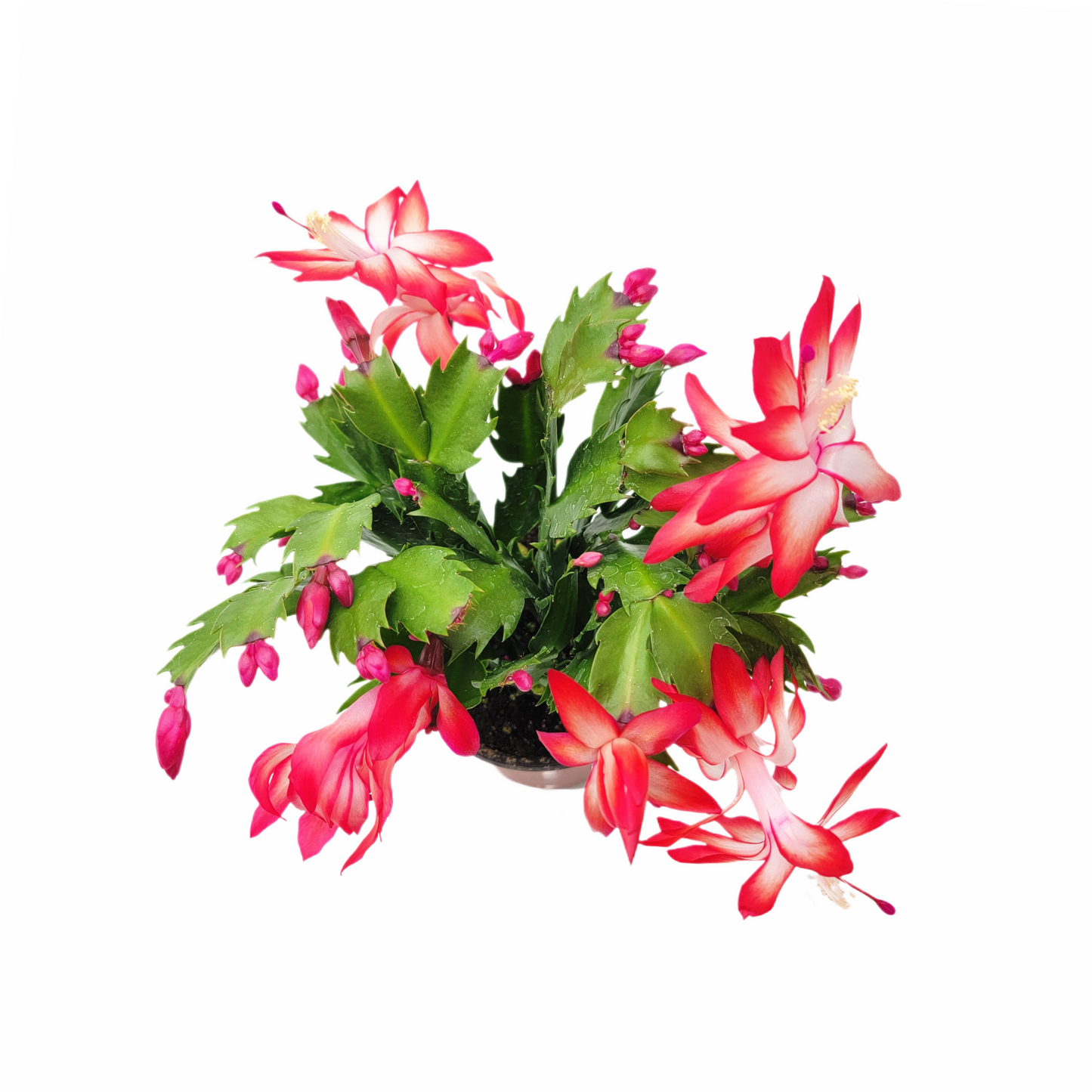 Thanksgiving Cactus, Live Houseplant, Flowering Indoor Plant, Seasonal Red Flowers, Christmas Cactus, 4” Pot, Free Heat Pack