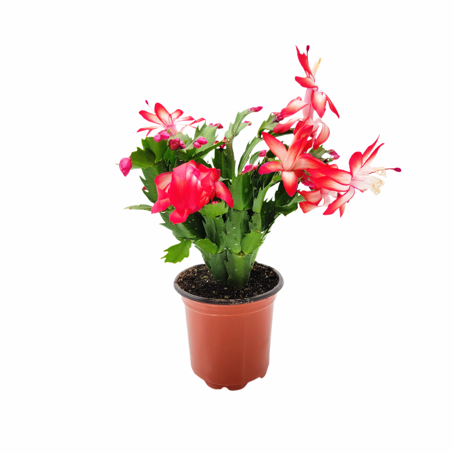 Thanksgiving Cactus, Live Houseplant, Flowering Indoor Plant, Seasonal Red Flowers, Christmas Cactus, 4” Pot, Free Heat Pack