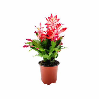 Thanksgiving Cactus, Live Houseplant, Flowering Indoor Plant, Seasonal Red Flowers, Christmas Cactus, 4” Pot, Free Heat Pack