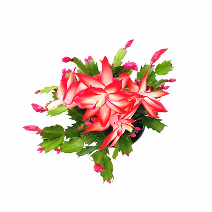 Thanksgiving Cactus, Live Houseplant, Flowering Indoor Plant, Seasonal Red Flowers, Christmas Cactus, 4” Pot, Free Heat Pack