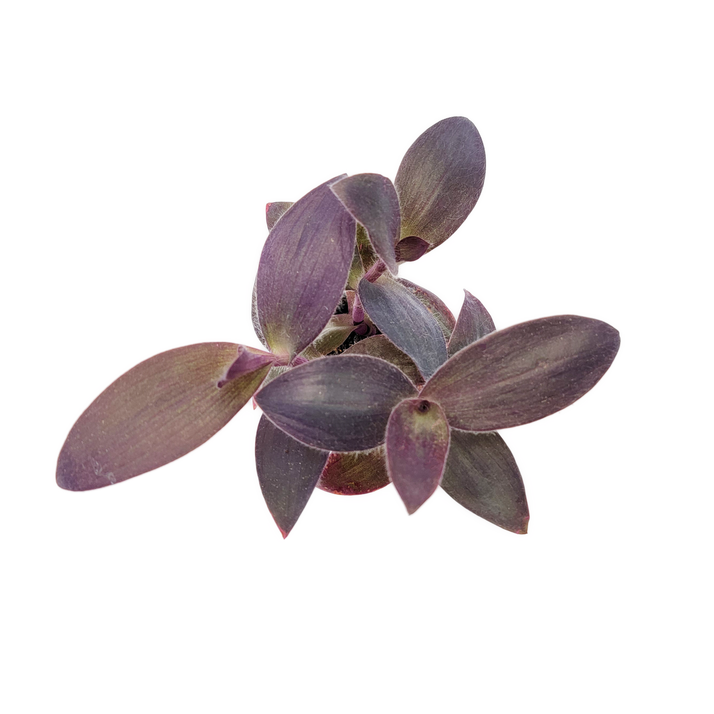 Purple Heart Plant – Vibrant Tradescantia Pallida, 3-inch Pot, Easy Trailing Houseplant for Indoors and Outdoors