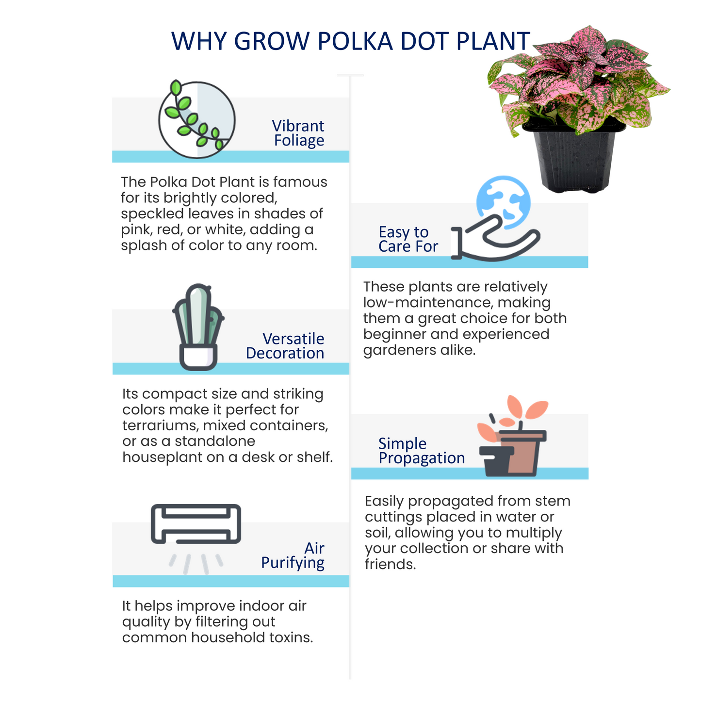 10-PK of Polka Dot Plants (10 Count), Hypoestes phyllostachya, 3-inch Pots, Colorful Indoor Houseplant with Pink and Green Foliage for Low Light Spaces