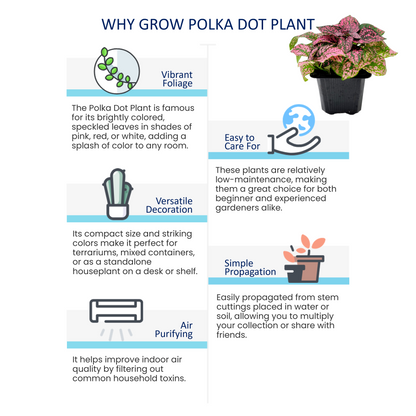10-PK of Polka Dot Plants (10 Count), Hypoestes phyllostachya, 3-inch Pots, Colorful Indoor Houseplant with Pink and Green Foliage for Low Light Spaces