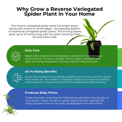 Reverse Variegated Spider Plant – Chlorophytum comosum ‘Reverse’ in 3-inch Pot, Air Purifier, Easy Indoor Houseplant