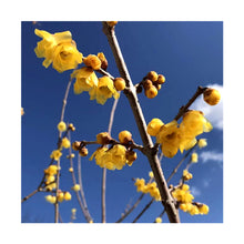 Load image into Gallery viewer, Twin-PK Live Young Wintersweet Trees in 4-in Pots, Chimonanthus praecox – Winter Blooming Tree, Fragrant Flowers, Garden Ornamentation
