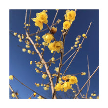 Load image into Gallery viewer, Twin-PK Live Young Wintersweet Trees in 4-in Pots, Chimonanthus praecox – Winter Blooming Tree, Fragrant Flowers, Garden Ornamentation
