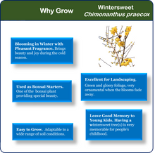 Load image into Gallery viewer, Twin-PK Live Young Wintersweet Trees in 4-in Pots, Chimonanthus praecox – Winter Blooming Tree, Fragrant Flowers, Garden Ornamentation
