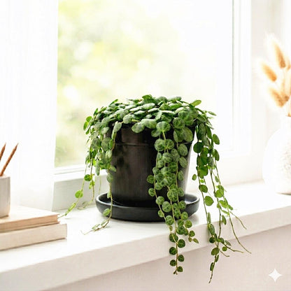 4 inch String of Turtles Plant (Peperomia prostrata) – Trailing Indoor Houseplant | Easy Care