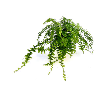 3.5“-pot Boston Fern, Nephrolepis exaltata, sword fern, ladder fern, boss fern - Houseplants, Foliage Plants, Air Purifier