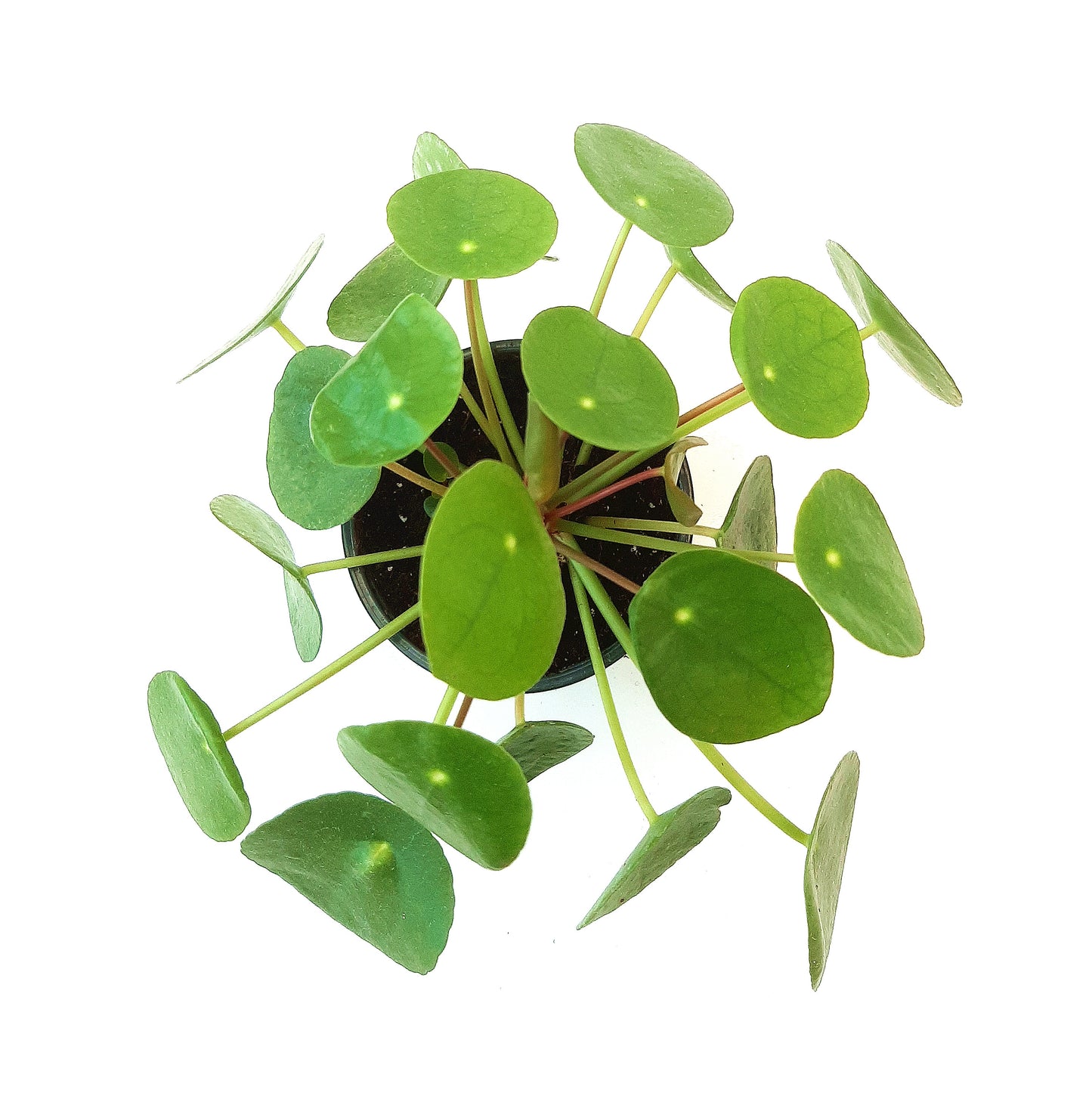 4” Chinese Money Plant, Pilea peperomioides, UFO Plant, Pancake Plant – Houseplants, Foliage Plants, Lucky Plants