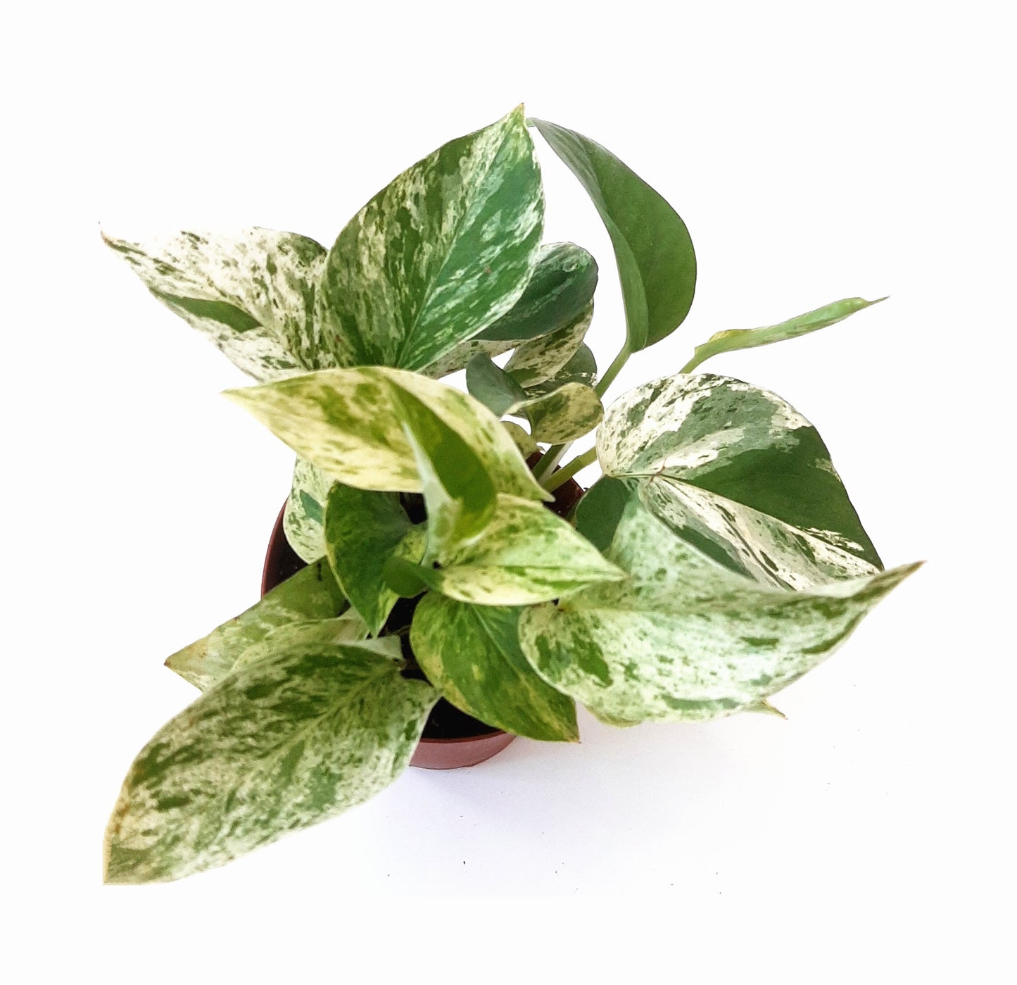4" Marble Queen Pothos, Epipremnum Aureum - Houseplants, Foliage Plants, Trailing Plants, Low Maintenance, Air Purifier
