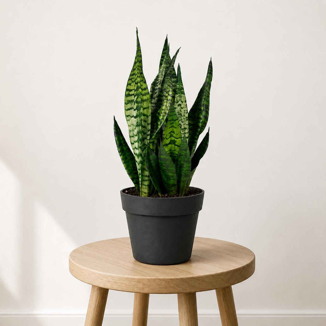 Sansevieria Robusta Snake Plant in 6-Inch Nursery Pot – Easy Low Light Indoor Houseplant