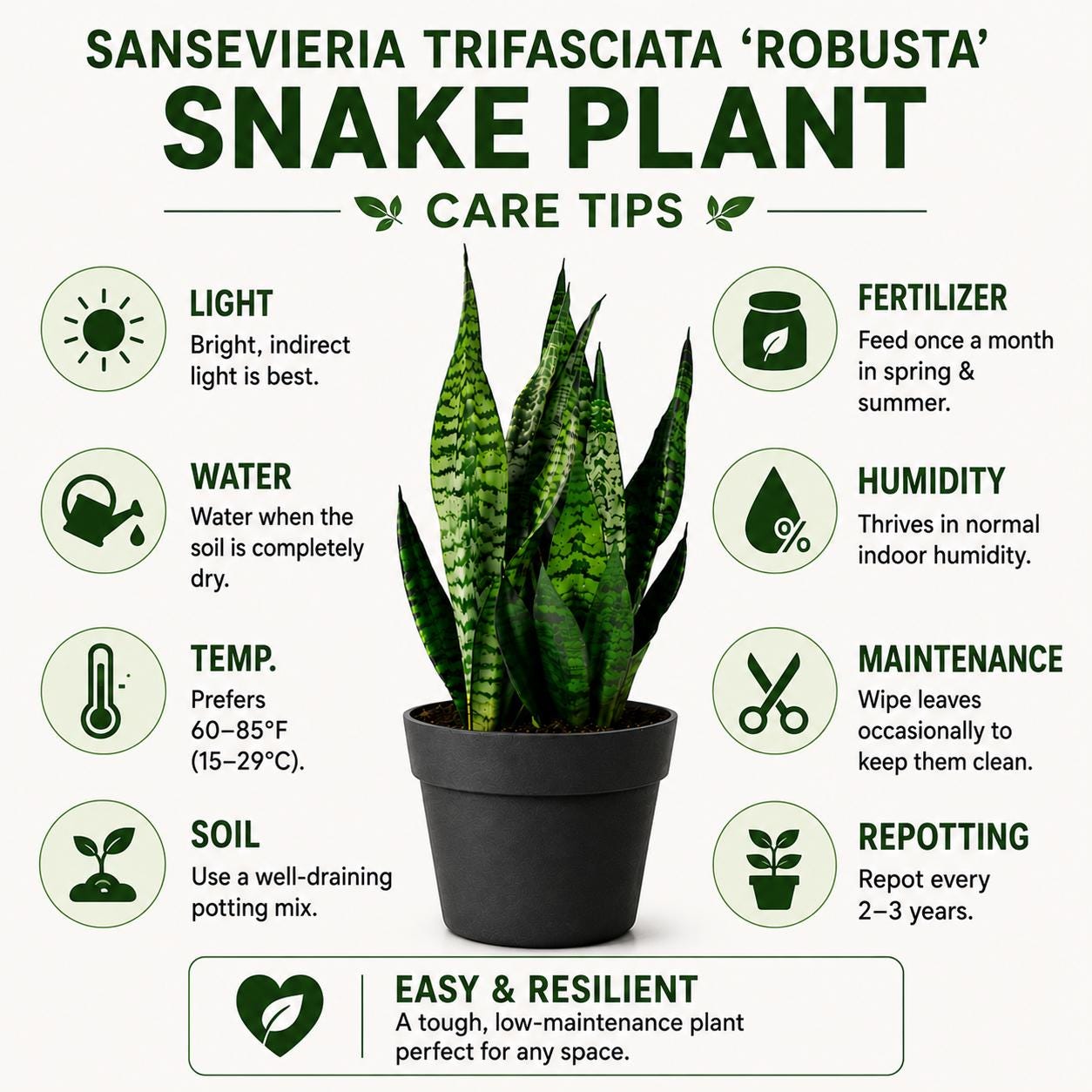 Sansevieria Robusta Snake Plant in 6-Inch Nursery Pot – Easy Low Light Indoor Houseplant