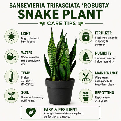 Sansevieria Robusta Snake Plant in 6-Inch Nursery Pot – Easy Low Light Indoor Houseplant