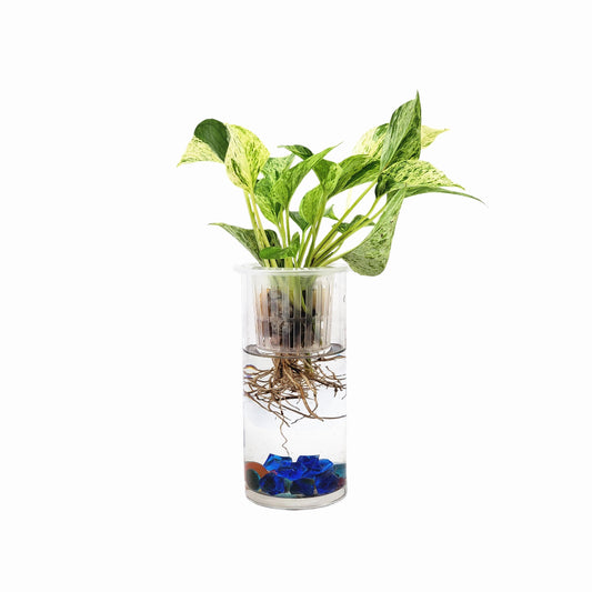 Live Marble Queen Pothos in Modern Glass Cylinder, Hydroponic Indoor Plants with Root Viewing, Air Purifying Houseplants, Free Heat Pack