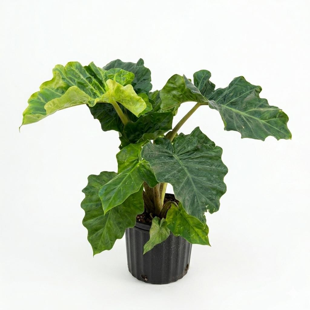 10” Alocasia Low Rider Elephant Ear Plant – Rare Tropical Indoor Plant with Ruffled Green Leaves