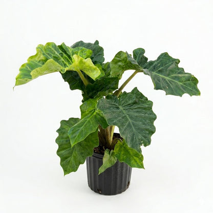 10” Alocasia Low Rider Elephant Ear Plant – Rare Tropical Indoor Plant with Ruffled Green Leaves
