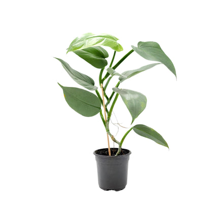 Philodendron Silver Sword, Philodendron hastatum – 4” Pot