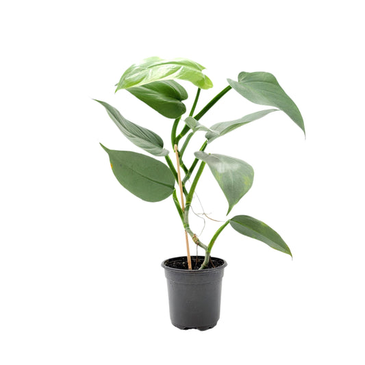 Philodendron Silver Sword, Philodendron hastatum – 4” Pot