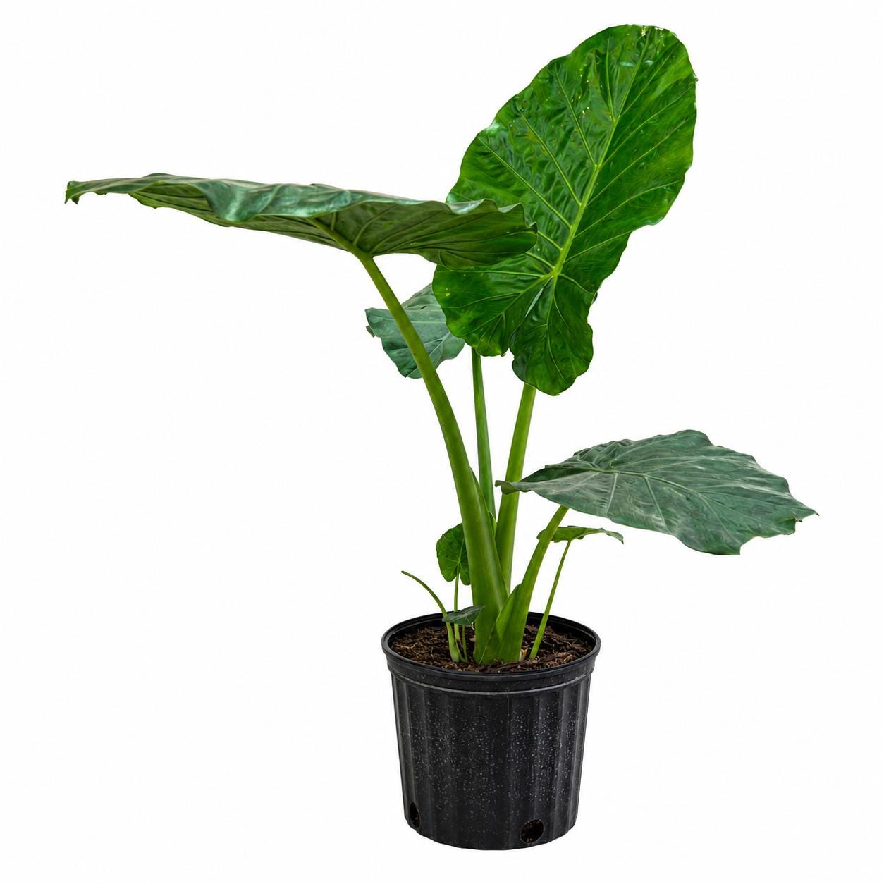 10” Elephant Ear Plant (Alocasia) – Large Tropical Indoor Houseplant for Bright Spaces
