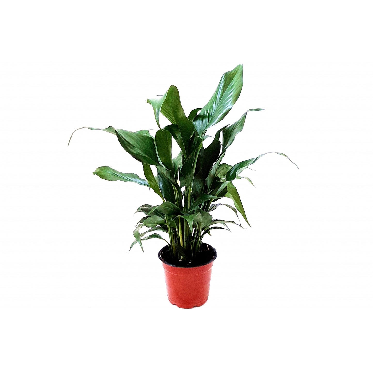 4"-pot Peace Lily, Spathiphyllum Wallisii, White Sails, Spathe Flower – Foliage Plants, Flowering Plants, Home Décor, Air Purifiers