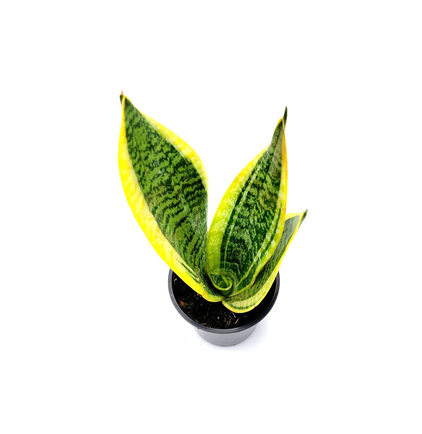 Snake Plant ‘Futura Superba’, Dracaena trifasciata, Sansevieria trifasciata, Air Purifier, Low-Light – 4” Pot - Free Heatpack